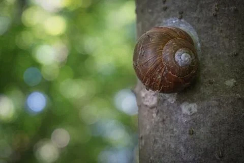 Closeup of a snail on a tree bark surface Foto stock