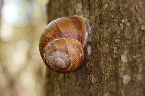 Closeup of a snail on a tree bark surface Stock Photos