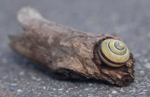 Closeup of a snail while Stock Photos