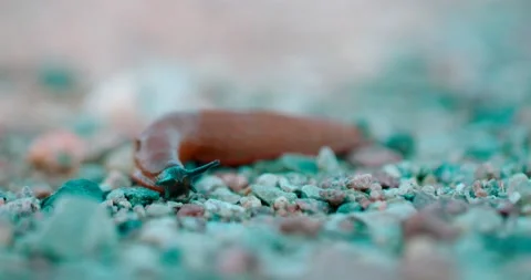 Closeup of a snail without shell moving on gravel. Stock Footage 134905561
