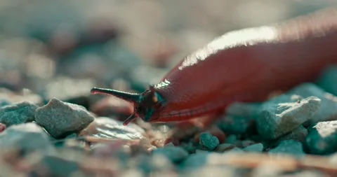 Closeup of a snail without shell moving on gravel.selective focus shot Stock Footage 135087424