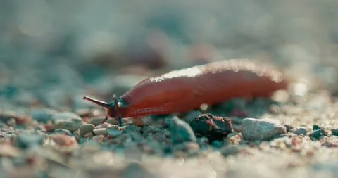Closeup of a snail without shell moving on grave selective focus shot. Stock Footage 135087445