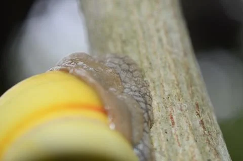 A closeup of a snail with a yellow shell on a tree branch with a blurry backg Stock Photos