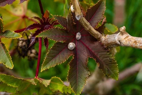 Closeup of snails on a leaf, surrounded by lush green foliage Stock Photos