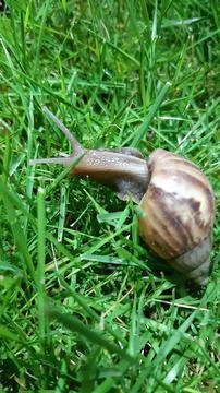 A closeup snails 스톡 사진