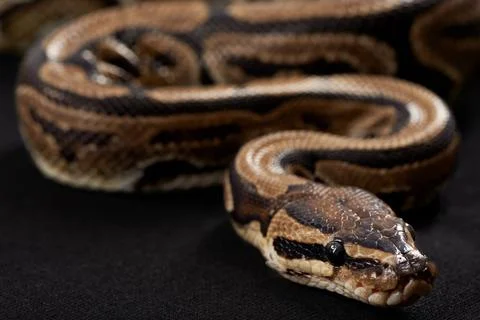 Closeup, snake and scales with python on black background for tropical, wildlife Stock Photos