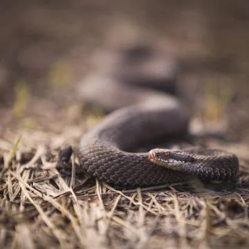 Closeup of a snake crawling over dried grass. Poisonous snake, common viper,  Stock Photos