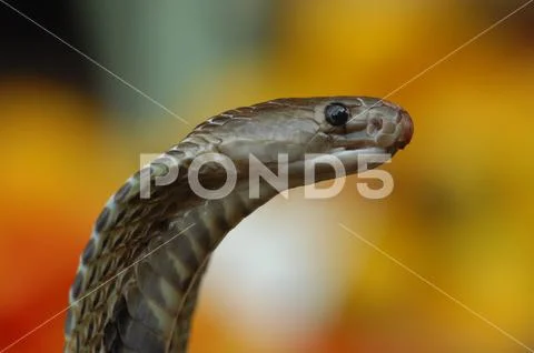 closeup of Snake Face