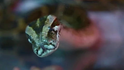 Closeup of snake or python in terrarium in zoo Stock Footage 75418163