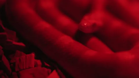 Closeup snake, Red lighting. Stock Footage 133534624