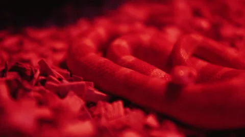 Closeup snake, Red lighting. Stock Footage 133534884