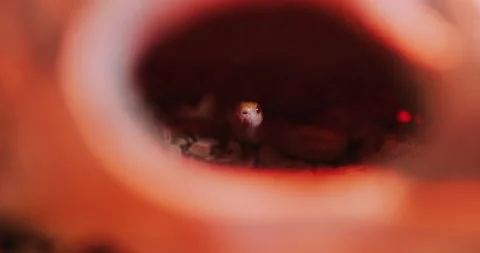Closeup snake, Red lighting. Stock Footage 133535284