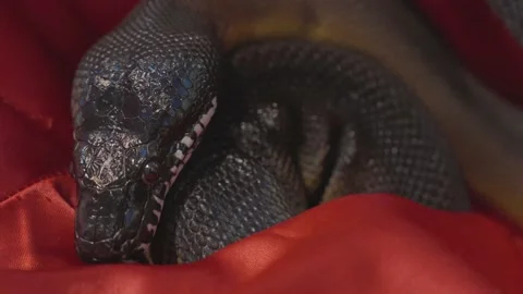 Closeup snake in red satin Stock Footage 232640733