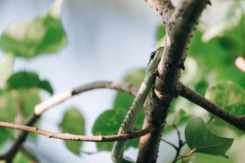 Closeup of a snake on a tree branch Stock Photos