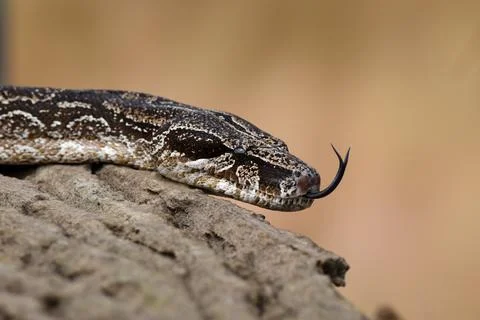 Closeup of snake in the wild Stock Photos