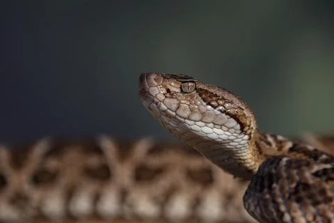 Closeup of snake in the wild Stock Photos