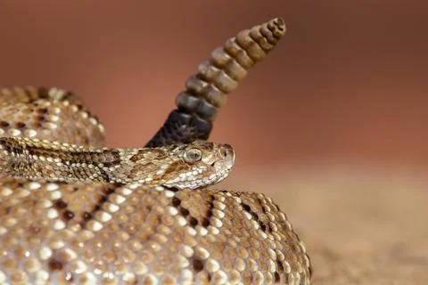 Closeup of snake in the wild Stock Photos