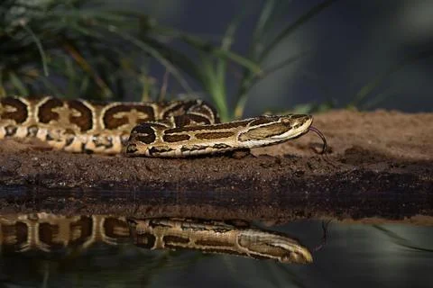 Closeup of snake in the wild Stock Photos