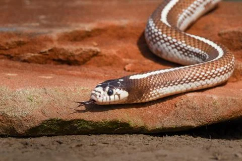 Closeup of snake in the wild Stock Photos