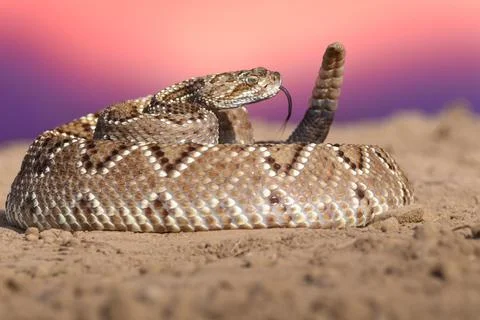 Closeup of snake in the wild Stock Photos