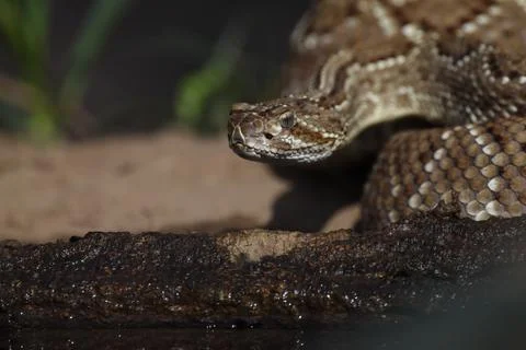 Closeup of snake in the wild Stock Photos