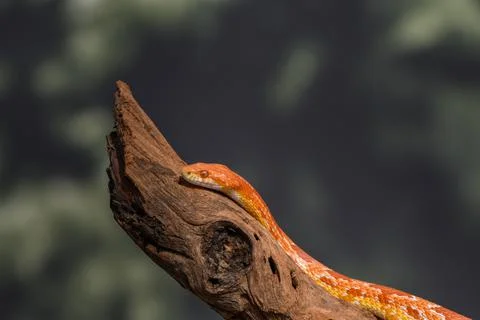 Closeup of snake in the wild Stock Photos