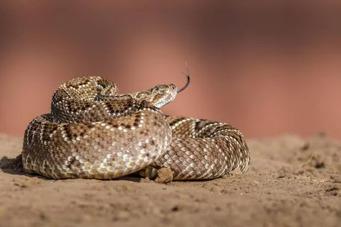 Closeup of snake in the wild Stock Photos