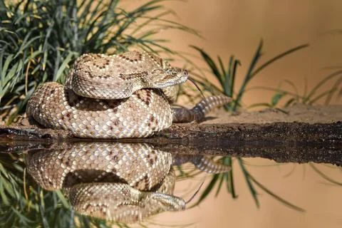 Closeup of snake in the wild Stock Photos