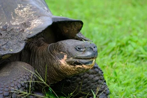 Closeup of a snapping turtle on a grassy field with blurred background Stock Photos