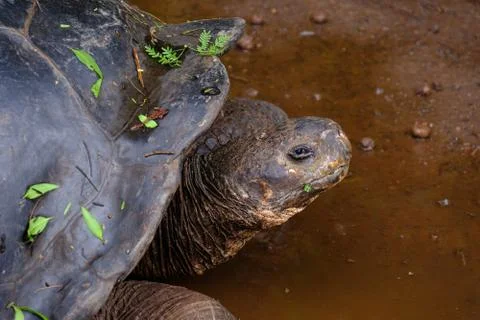 Closeup of a snapping turtle looking towards the camera in the water Stock Photos