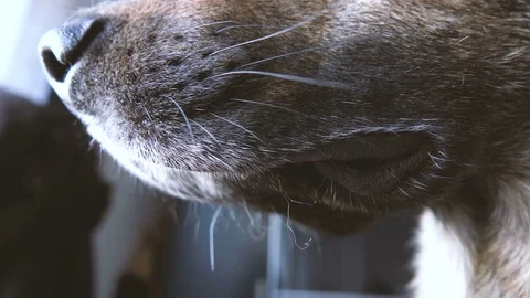 Closeup of the snout of a dog Vidéo 72029789