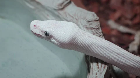 Closeup of Snow Albino Ball Python (Python regius) Showing Tongue in Video stock 250101769