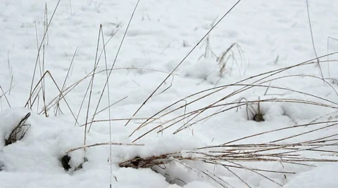 Closeup Snow and Grass Stock Footage 1012335