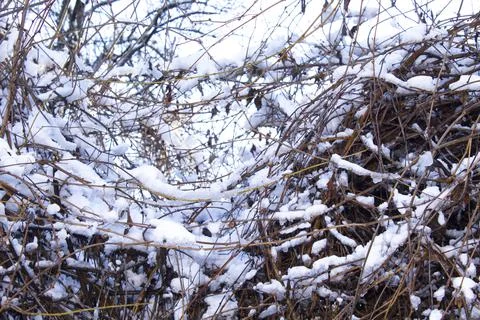 Closeup snow on the branches, winter background Stock Photos