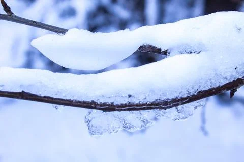 Closeup snow on the branches, winter background Stock Photos