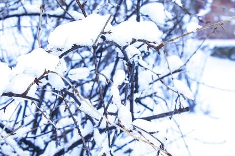 Closeup snow on the branches, winter background Stock Photos