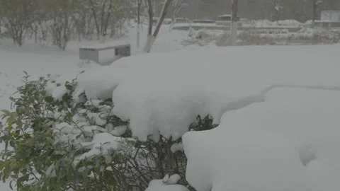 Closeup of a snow covered thicket.  Snow-covered green trees in winter Stock Footage 133388345