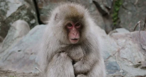 Closeup of a snow monkey looking cold before it moves around looking for food Stock-Footage 108208388