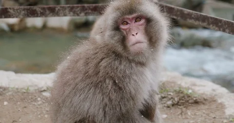 Closeup of snow monkey next to a fence near a river as the snow falls Stock-Footage 108202290
