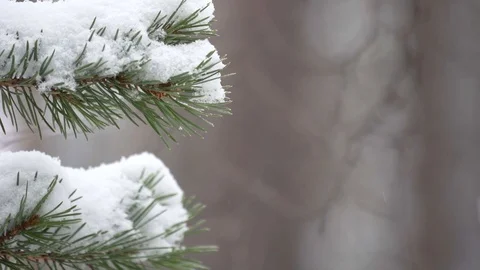 Closeup of snow on pine tree branch while snowing Stock Footage 128950695