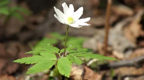 Closeup snowdrop bush Stock Footage 22673947