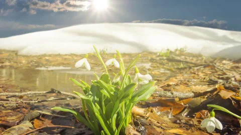 Closeup snowdrop flower bush in light of sparkle sun Stock Footage 240746210
