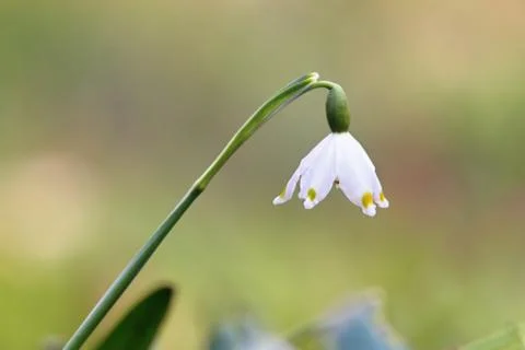 Closeup of snowdrop, spring snowflake Stock Photos