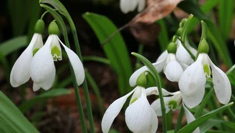 Closeup snowdrops Stock Footage 10895657