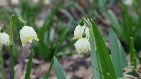 Closeup snowdrops Video stock 48552705