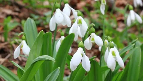 Closeup snowdrops on a wind Vídeos de archivo 10895450