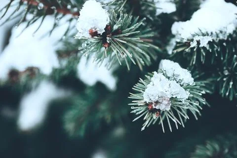 Closeup of snowed pine branches with dark copy space Stock Photos