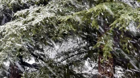 Closeup of snowfall on fir Stock Footage 102031430
