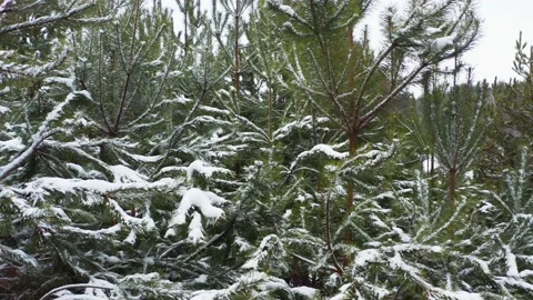 Closeup snowy branches of the coniferous trees in the forest, in the winter.  Stock Footage 219864917