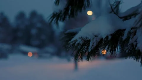 Closeup On A Snowy Spruce Stockbeeldmateriaal 169790323